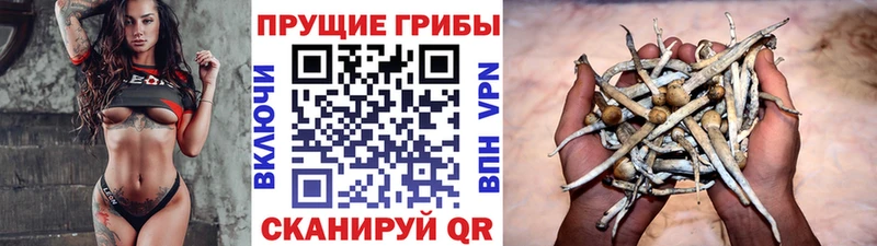 маркетплейс состав  Грозный  Псилоцибиновые грибы мицелий 
